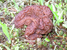 Gyromitra fastigiata